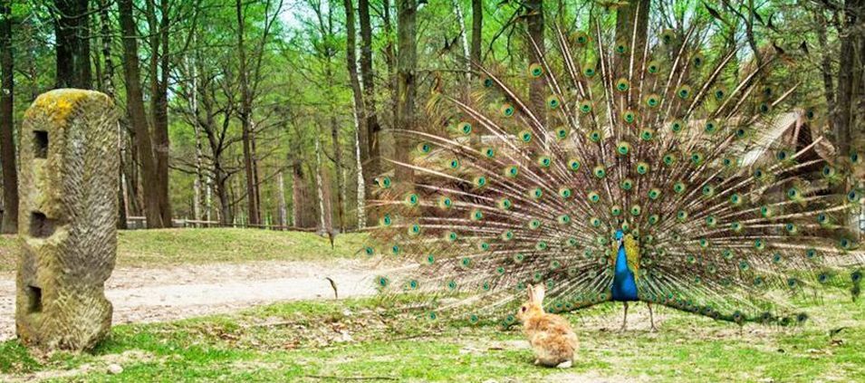 Ranczo Grapa Agroturystyka Eden